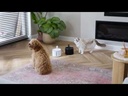 District 70 ­ FLOW Wireless Pet Fountain ­ Black ­ 2.2 L