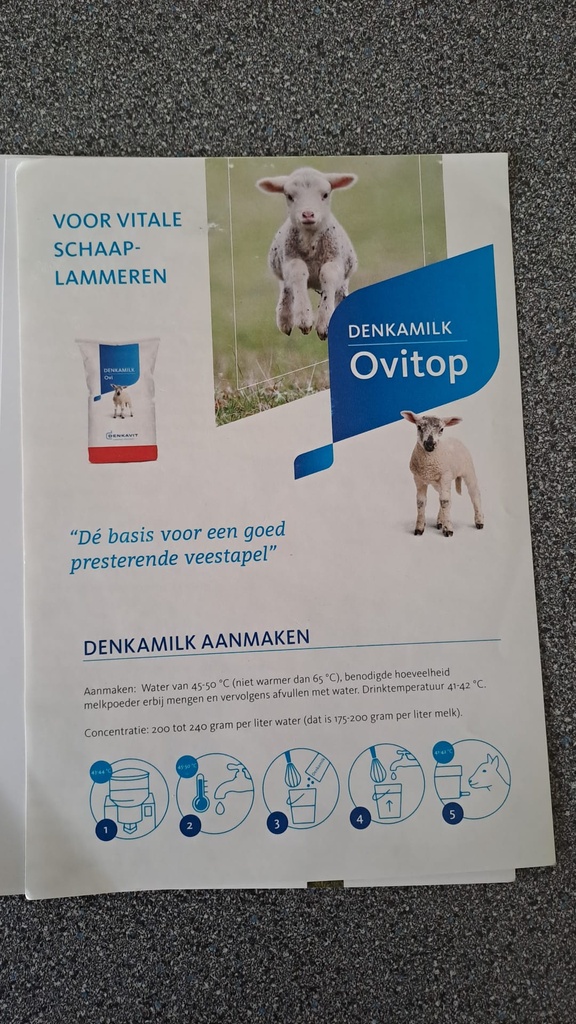 Beeld  Teak hond zittend handgemaak