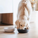 District 70 BAMBOO Dog Bowl - Large - Merengue