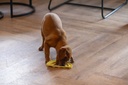 BZ PUPPY LIKMAT REGENBOOG SEM GL 20