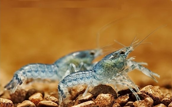 B19 # Blauwe Dwerg Kreeft CAMBARELLUS DIMINUTUS