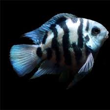 B3 PAPEGAAI CICHLIDE BLAUW TIJGER