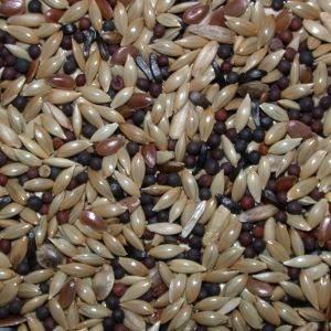 Kanarie Zangzaad 1Kg