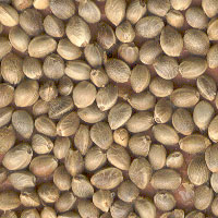 KEMPZAAD(hennep) 1000gr