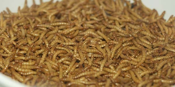 Meelwormen / kg