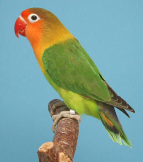Agapornis Fischeri