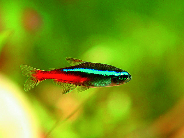 ** Neontetra Paracheirodon innesi