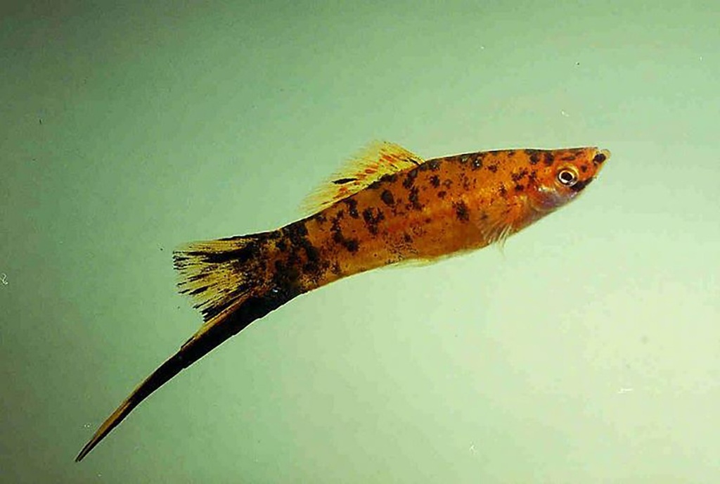 B14 Zwaarddrager Mix Xiphophorus helleri