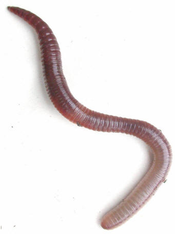 Dauwwormen (groot)