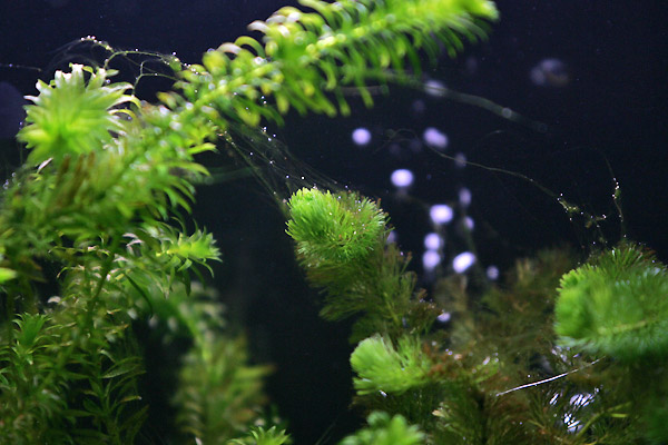 Bosje Gemengde planten