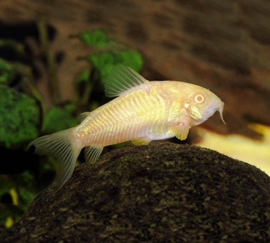 B5 * Corydoras Aeneus Albino M