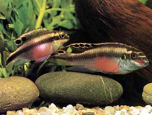 * Kersenbuikje L Pelvicachromis Pulcher