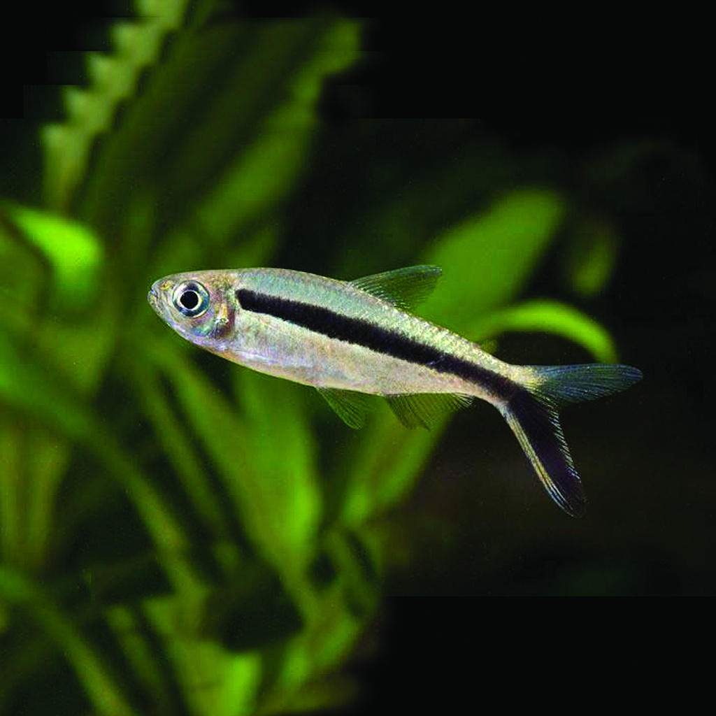 B5 Hockeystick Tetra - Thayeria boehlkei