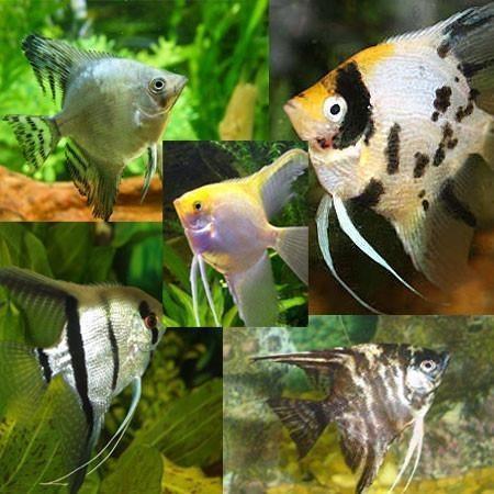 B20 Maanvis mix pterophyllum scalare