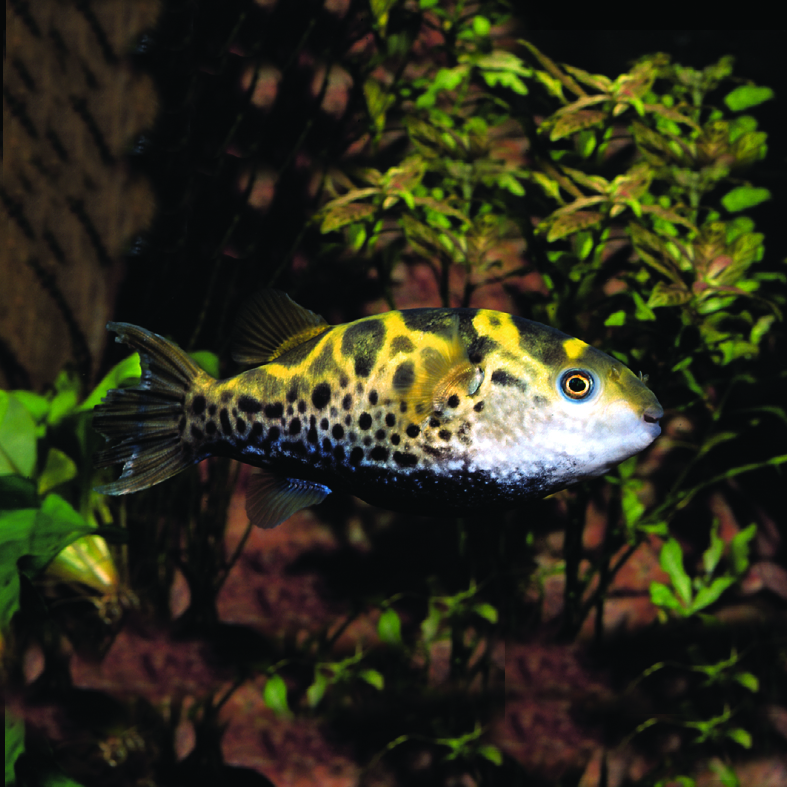 Gespotte kogelvis Dichotomyctere Nigroviridis M
