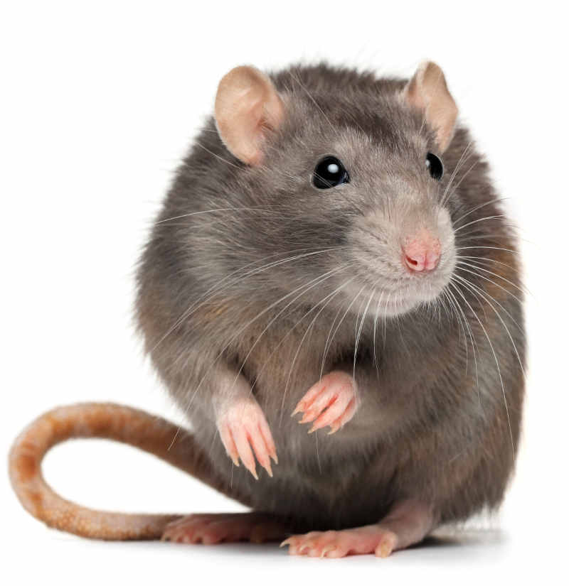 Rat Vrouw tam