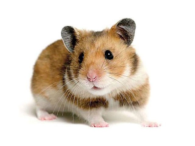 Goudhamster Vrouw