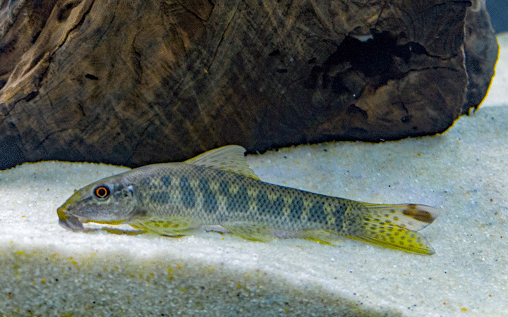 B19 Chinese Algeneter Gyrinocheilus aynomieri
