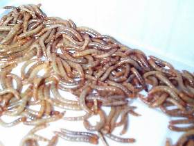 Top Insect Buffalowormen 450 gr