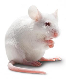 Voedermuis Man/Vrouw