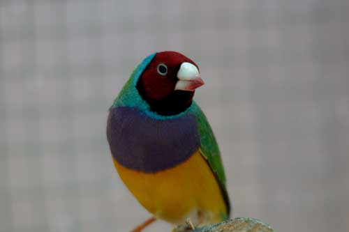 Gould amadine man