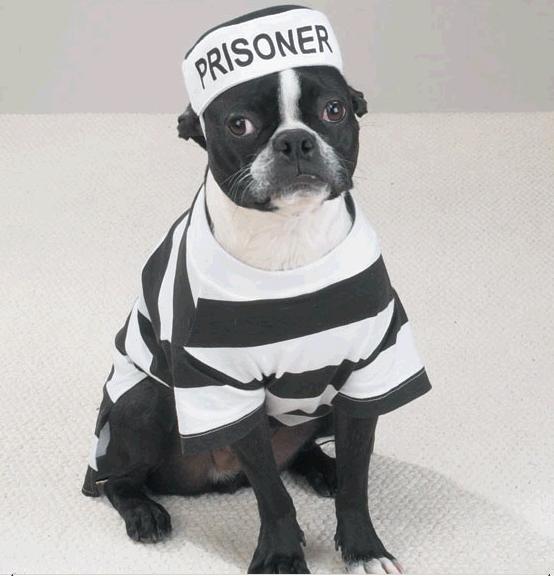Prisoner kostuum S