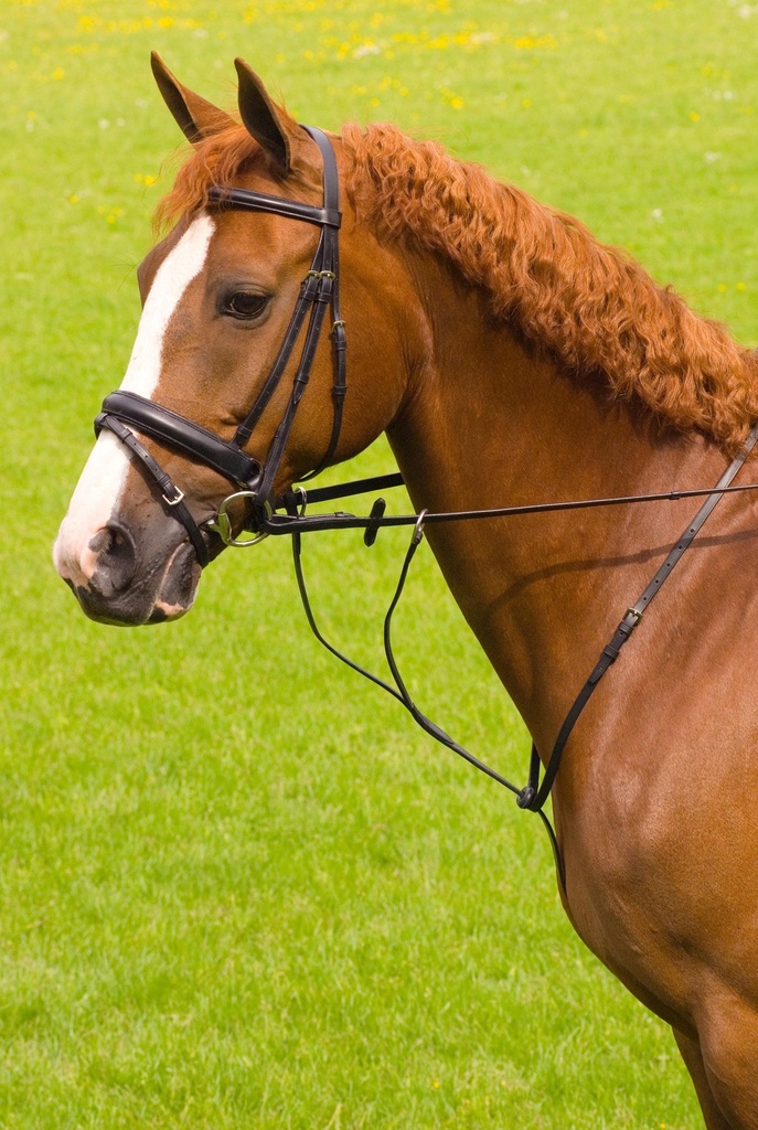 Martingaal met rubber stop ZWA cob