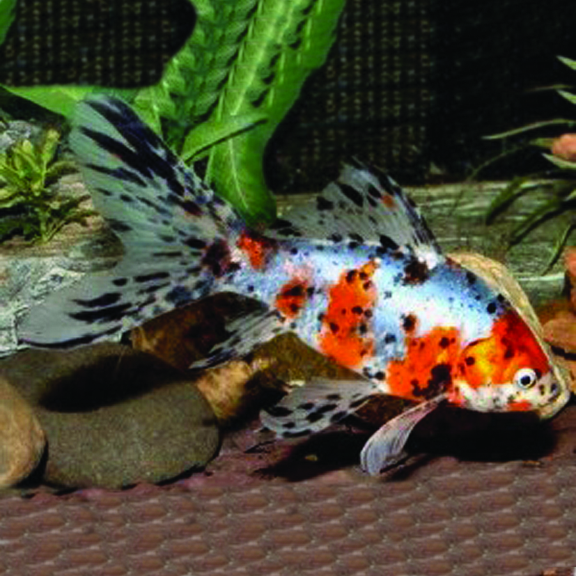 * Shubunkin 4-7cm