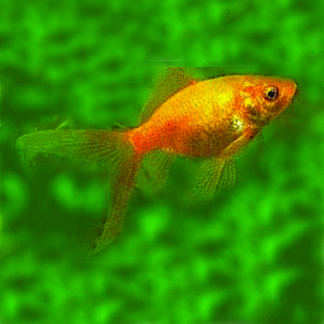 * Goudvis 4-7cm