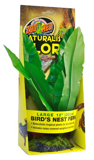 Bird Nest Fern 30cm