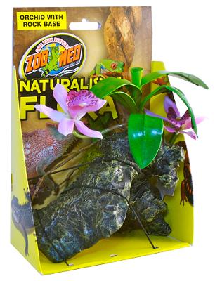 Orchid with Rock