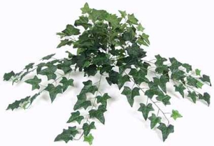 English Ivy Bush, 180 leafs/Blätter
