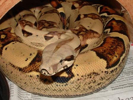 Afgodslang - Boa Constrictor