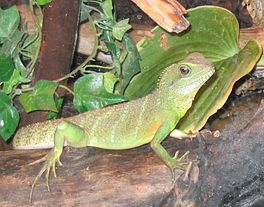 Wateragaam - Physignatus concincinus