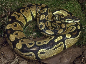Koningspython - Python regius