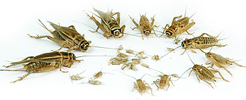 Huiskrekels 2