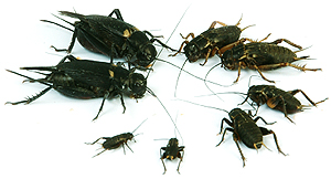 Veldkrekels large