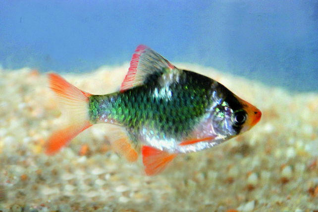 B19 * Sumatraan Groen Capoeta tetrazone green