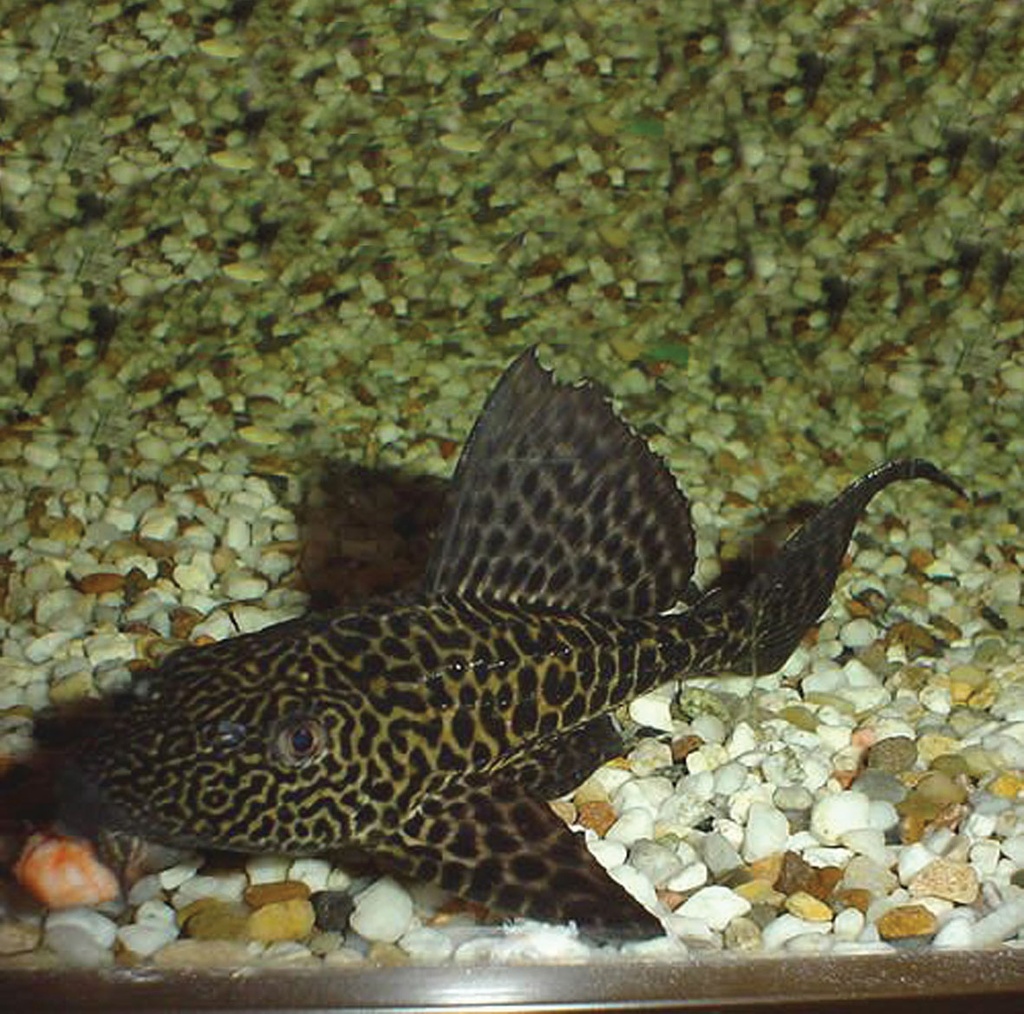 Hypostomus Plecostomus M