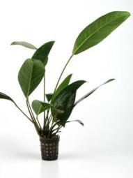 Anubias Congensis Pot