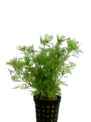 Hottonia Inflata Pot