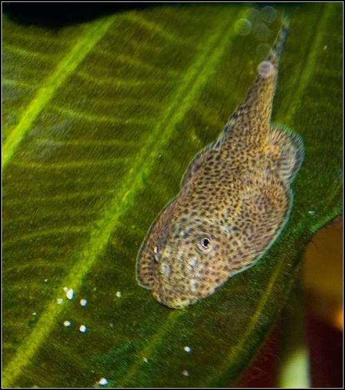 B18 Sewellia Lineolata steenkruiper algeneter