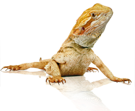Baardagaam - Pogona vitticeps