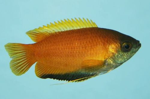 B21 * Honing Goerami Trichogaster Chuna M