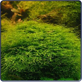 Javamos Vesicularia Dubyana Bosje