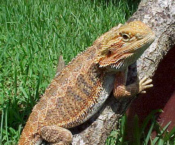 Baardagaam volwassen - Pogona vitticeps