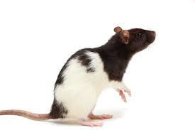 Rat Halfwas (Star)