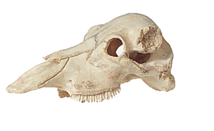 SCHEDEL