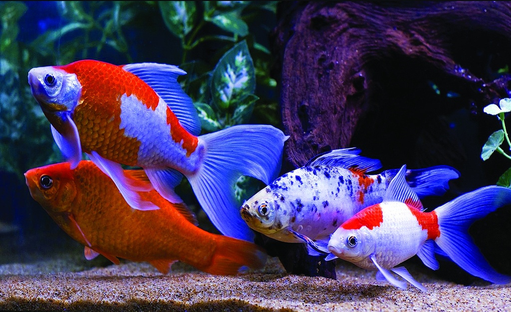 * Sarasa 4-7 cm