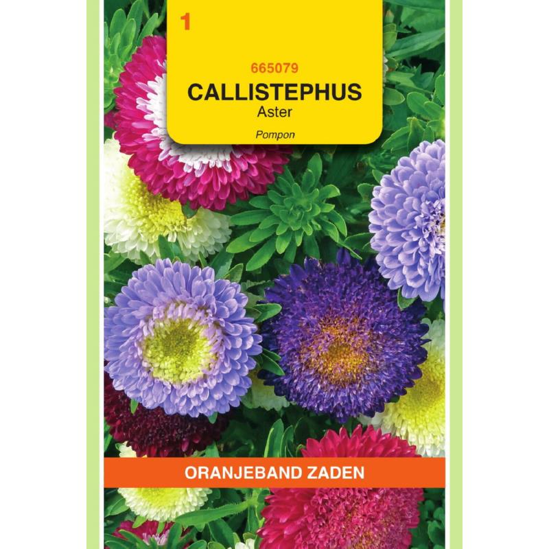 OBZ Callistephus, Aster Pompon gemengd